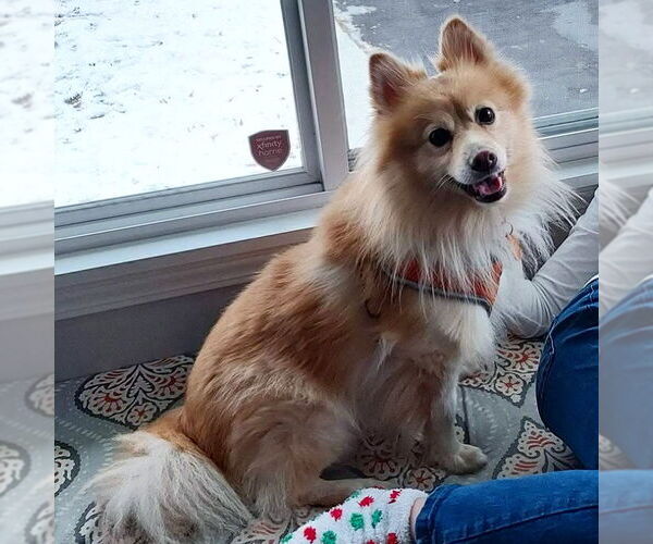 Medium Photo #5 Pomeranian Puppy For Sale in St. Louis Park, MN, USA