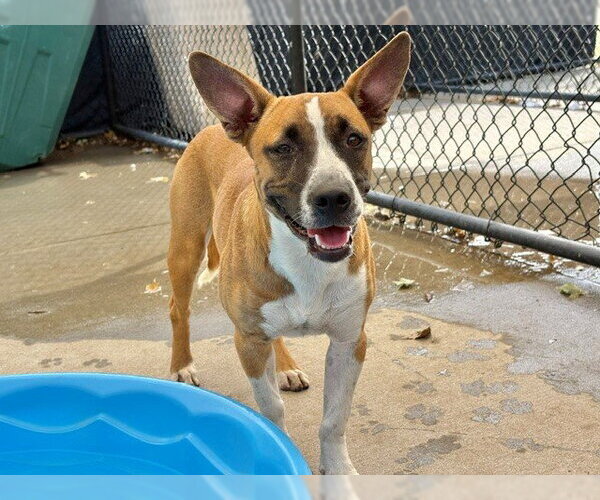 Medium Photo #1 Miniature Bull Terrier-Unknown Mix Puppy For Sale in Tulsa, OK, USA