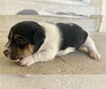 Small Photo #7 Jack Russell Terrier Puppy For Sale in FORT PIERCE, FL, USA