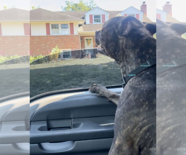 Medium Photo #12 Staffordshire Bull Terrier Puppy For Sale in Mount Laurel, NJ, USA