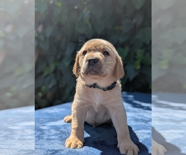 Medium Photo #9 Labrador Retriever Puppy For Sale in SACRAMENTO, CA, USA
