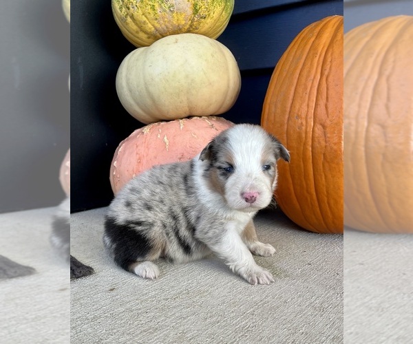 Medium Photo #1 Australian Shepherd Puppy For Sale in LODA, IL, USA