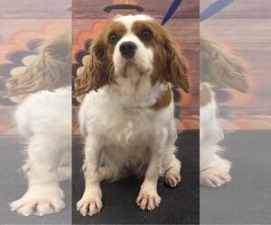 Cavalier King Charles Spaniel Dogs for adoption in Westminster, MD, USA