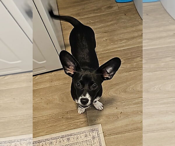 Medium Photo #6 Dachshund-Unknown Mix Puppy For Sale in Arlington, WA, USA