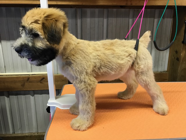 Medium Photo #8 Soft Coated Wheaten Terrier Puppy For Sale in THOMASVILLE, NC, USA