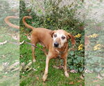 Small #1 Redbone Coonhound Mix