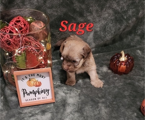 Medium Photo #3 Havanese Puppy For Sale in ALBION, PA, USA