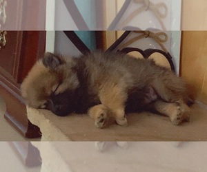 Pomeranian Puppy for sale in UMATILLA, FL, USA