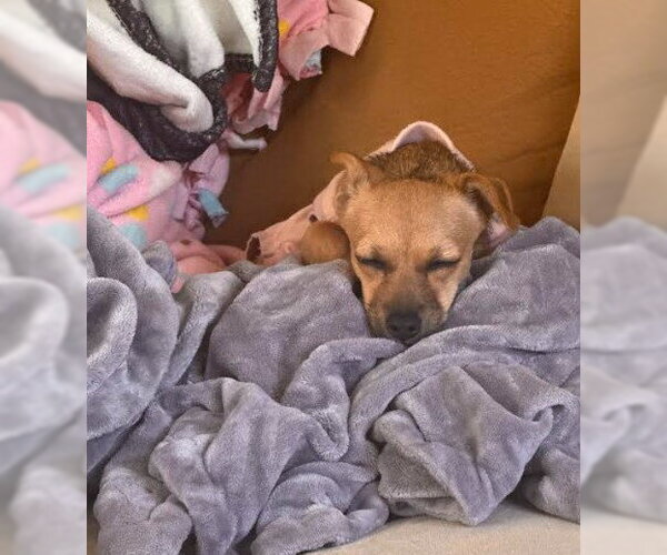 Medium Photo #7 Chiweenie Puppy For Sale in San Diego, CA, USA