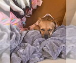 Small #6 Chiweenie