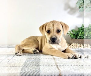 Cane Corso Puppy for sale in GREENFIELD, IN, USA