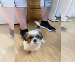 Small Photo #60 Shih Tzu Puppy For Sale in VENETA, OR, USA