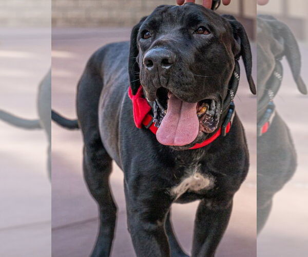 Medium Photo #6 Mastador Puppy For Sale in Lake Forest, CA, USA