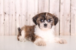 Medium Shih Tzu