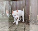 Small Photo #5 Siberian Husky Puppy For Sale in FLORA, IL, USA