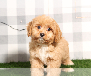 Cavapoo Puppy for sale in MARIETTA, GA, USA