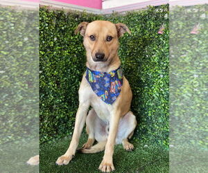 Labrador Retriever-Unknown Mix Dogs for adoption in Lake Forest, CA, USA