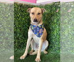 Small Labrador Retriever Mix