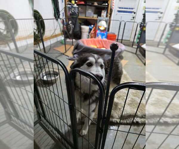 Medium Photo #3 Alaskan Malamute Puppy For Sale in Aurora, IN, USA