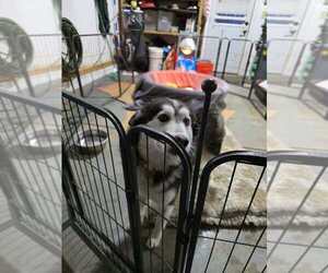 Sadie Mama - Female Alaskan Malamute Dog for Adoption - Photo #3