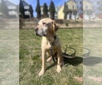 Small #1 Labrador Retriever Mix