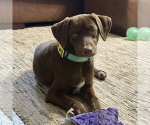 German Shorthaired Lab Dogs for adoption in Fort Worth, TX, USA