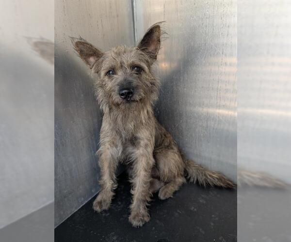 Medium Photo #1 Cairn Terrier-Unknown Mix Puppy For Sale in San Antonio, TX, USA