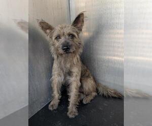 Cairn Terrier-Unknown Mix Dogs for adoption in San Antonio, TX, USA