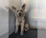 Small Cairn Terrier Mix