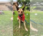 Small #1 German Shepherd Dog