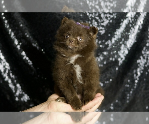 Medium Photo #29 Pomeranian Puppy For Sale in WARSAW, IN, USA