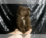 Small Photo #29 Pomeranian Puppy For Sale in WARSAW, IN, USA