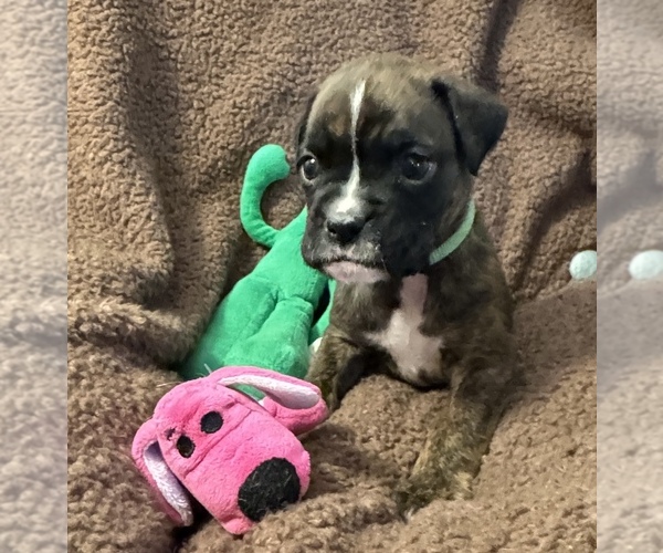 Medium Photo #1 Boxer Puppy For Sale in LANSING, MI, USA