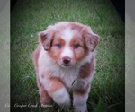 Small #9 Miniature Australian Shepherd