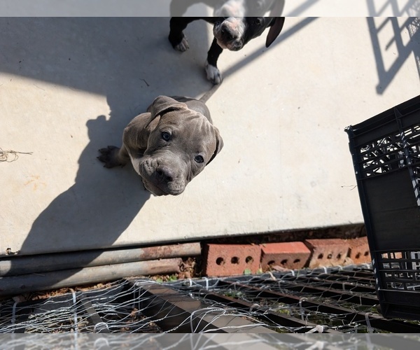 Medium Photo #5 American Pit Bull Terrier Puppy For Sale in SPTBG, SC, USA