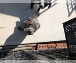 Small #4 American Pit Bull Terrier