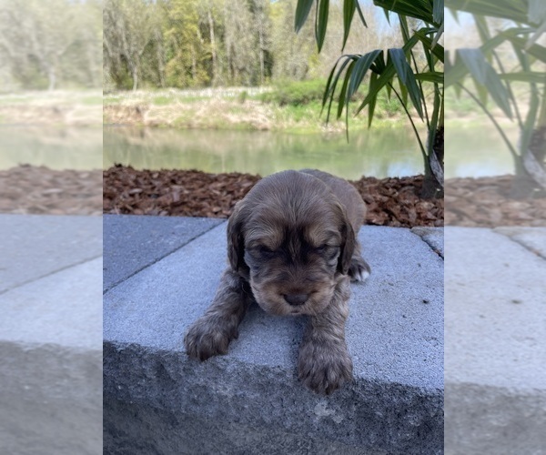 Medium Photo #2 English Springer Spaniel-Saint Berdoodle Mix Puppy For Sale in OLYMPIA, WA, USA