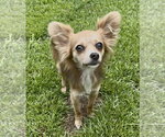 Small #2 Chihuahua