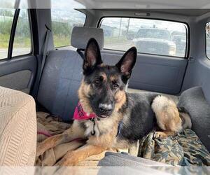 German Shepherd Dog Dogs for adoption in Fairbanks, AK, USA