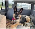 Small German Shepherd Dog
