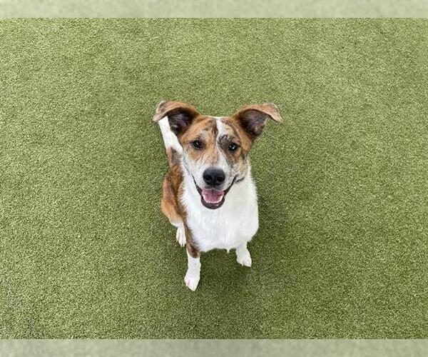 Medium Photo #1 American Staffordshire Terrier-Unknown Mix Puppy For Sale in Waco, TX, USA