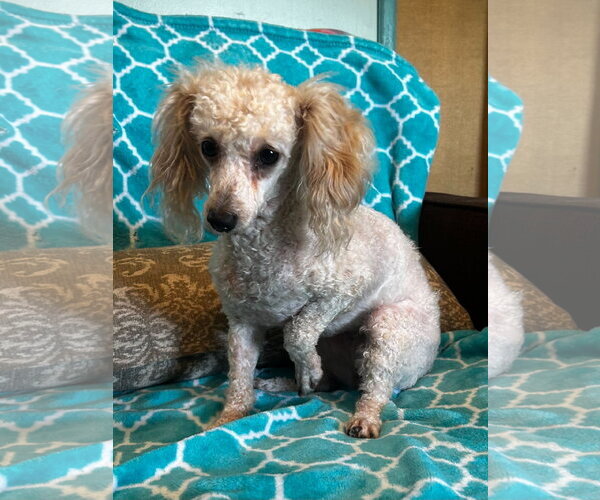 Medium Photo #5 Shih Tzu-Unknown Mix Puppy For Sale in Pacolet, SC, USA