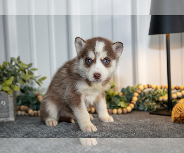 Medium Photo #3 Siberian Husky Puppy For Sale in SHREVE, OH, USA