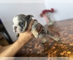 Small #22 Bulldog
