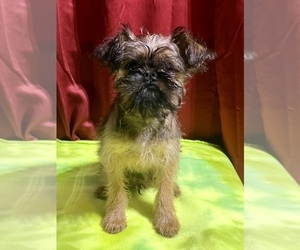 Brussels Griffon Puppy for sale in NILES, MI, USA