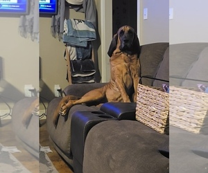 Father of the Bloodhound puppies born on 05/30/2025