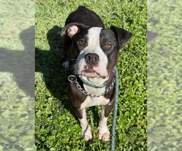 Medium Photo #1 American Staffordshire Terrier Puppy For Sale in Fort Lauderdale, FL, USA