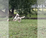 Small Photo #3 Golden Retriever Puppy For Sale in Osgood, IN, USA