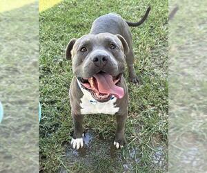 Mutt Dogs for adoption in Riverside, CA, USA