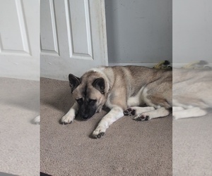Father of the Akita puppies born on 04/12/2026